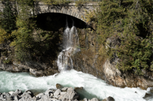 image of a culvert in a forest